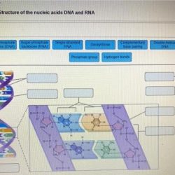 Art-labeling activity structure of the nucleic acids dna and rna