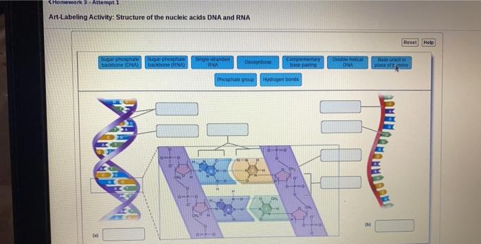 Art-labeling activity structure of the nucleic acids dna and rna