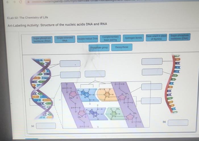 Art-labeling activity structure of the nucleic acids dna and rna