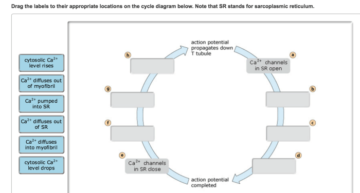 Part identify elements following diagram translation drag labels their appropriate locations solved